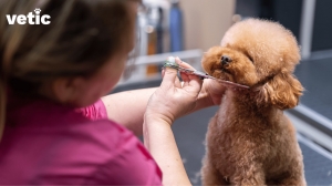 5 Simple Dog Grooming Tips That Will Make a Big Difference