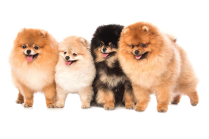 Chow Chows: The Perfect Companions for Active Families